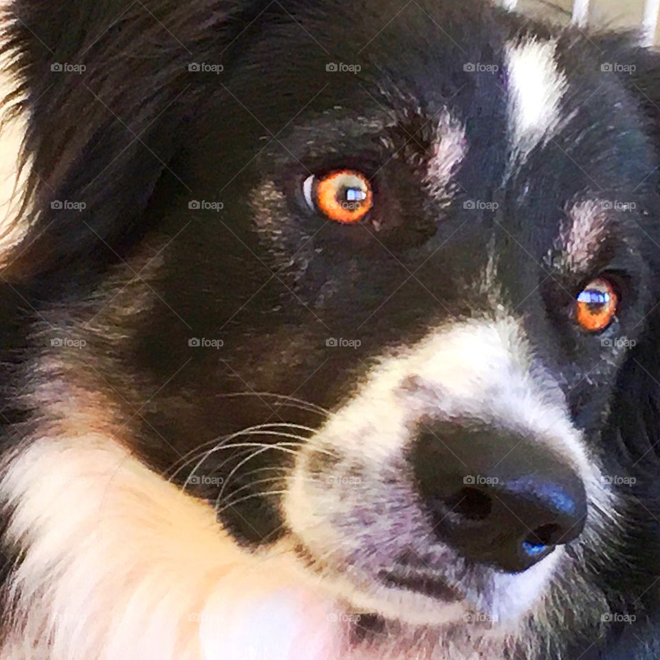Our Peter, a border collie, with his eyes on a moving shadow. Intense!