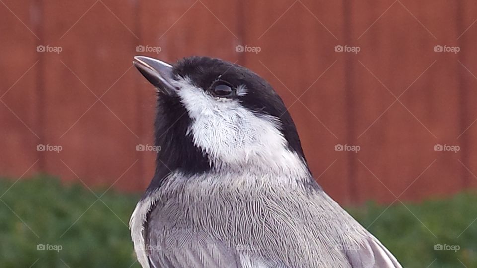 Carolina chickadee