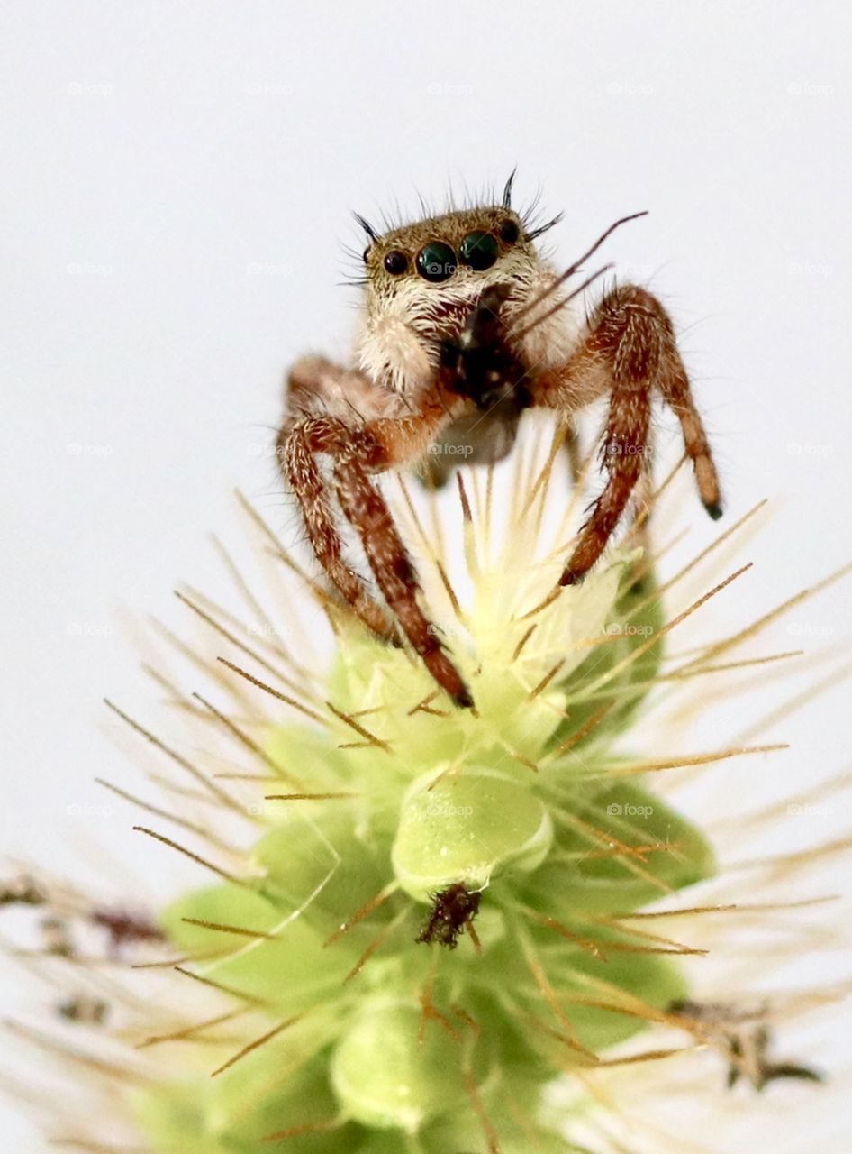 Jumping spider on a plant, vertical 