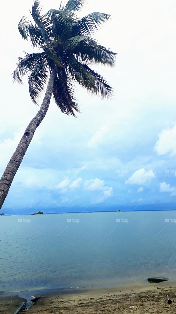 Beach and  coconut tree