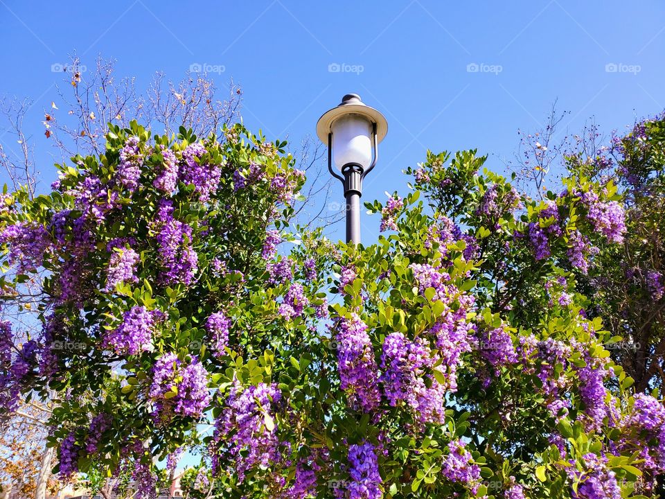 Purple mountain laurel tree in full Spring bloom on a blue sky day in front of a light post.