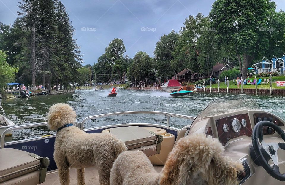 dogs watch boat racing