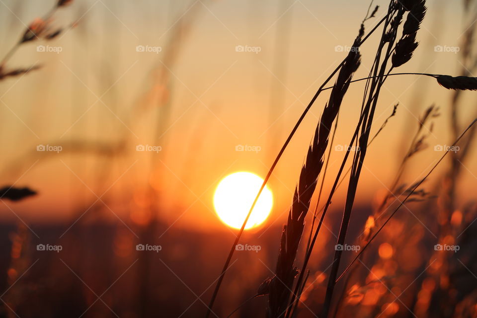 Summertime and setting sun over the mountain, casting golden light on the tall grass