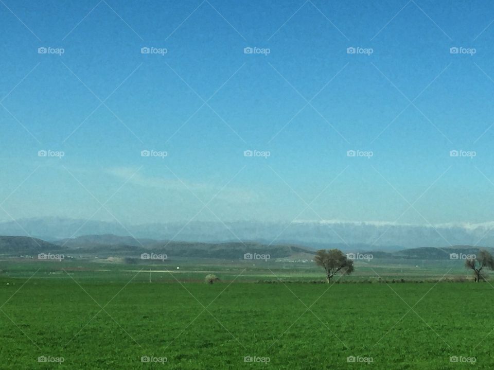 No Person, Landscape, Sheep, Grass, Agriculture