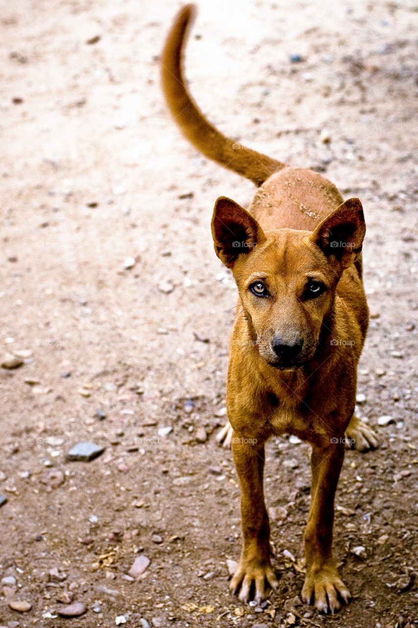 thailand dog animal brown by skepparkranz