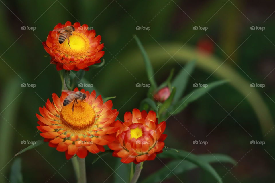 flowers and bees