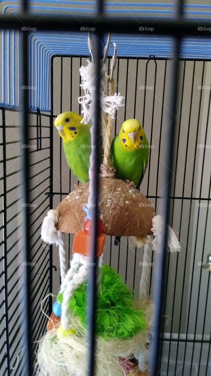 Parakeets posing on their toy