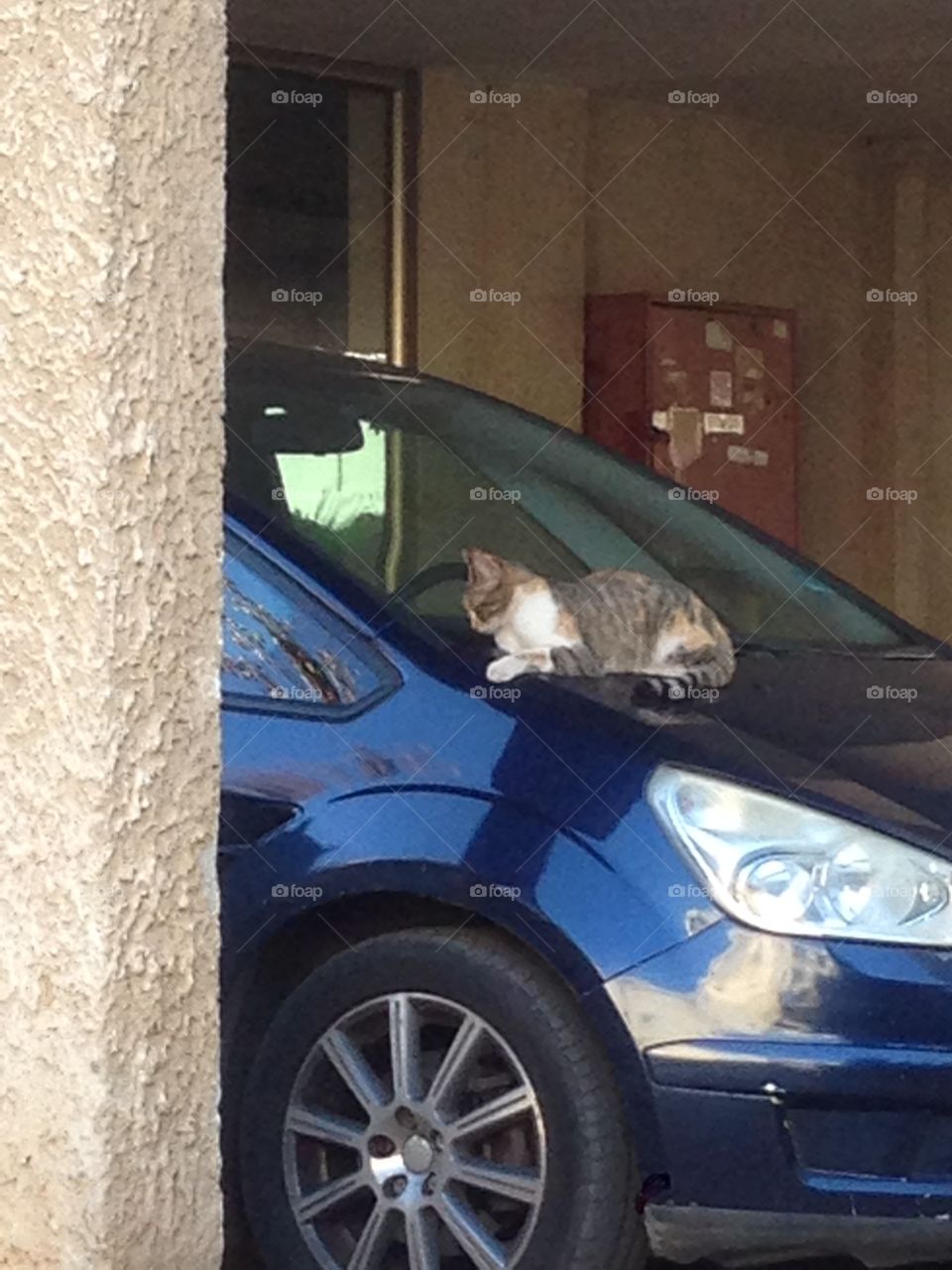 Kitty sitting on a car 