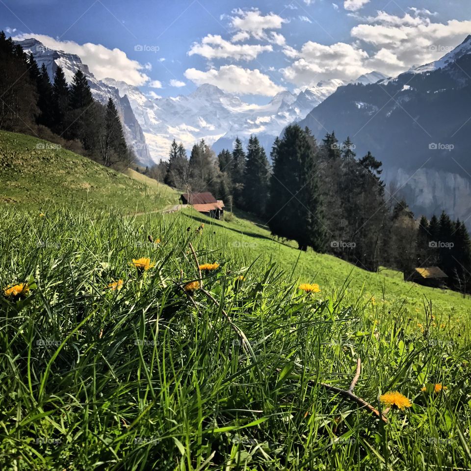 Hillside of Wengen, Switzerland.
