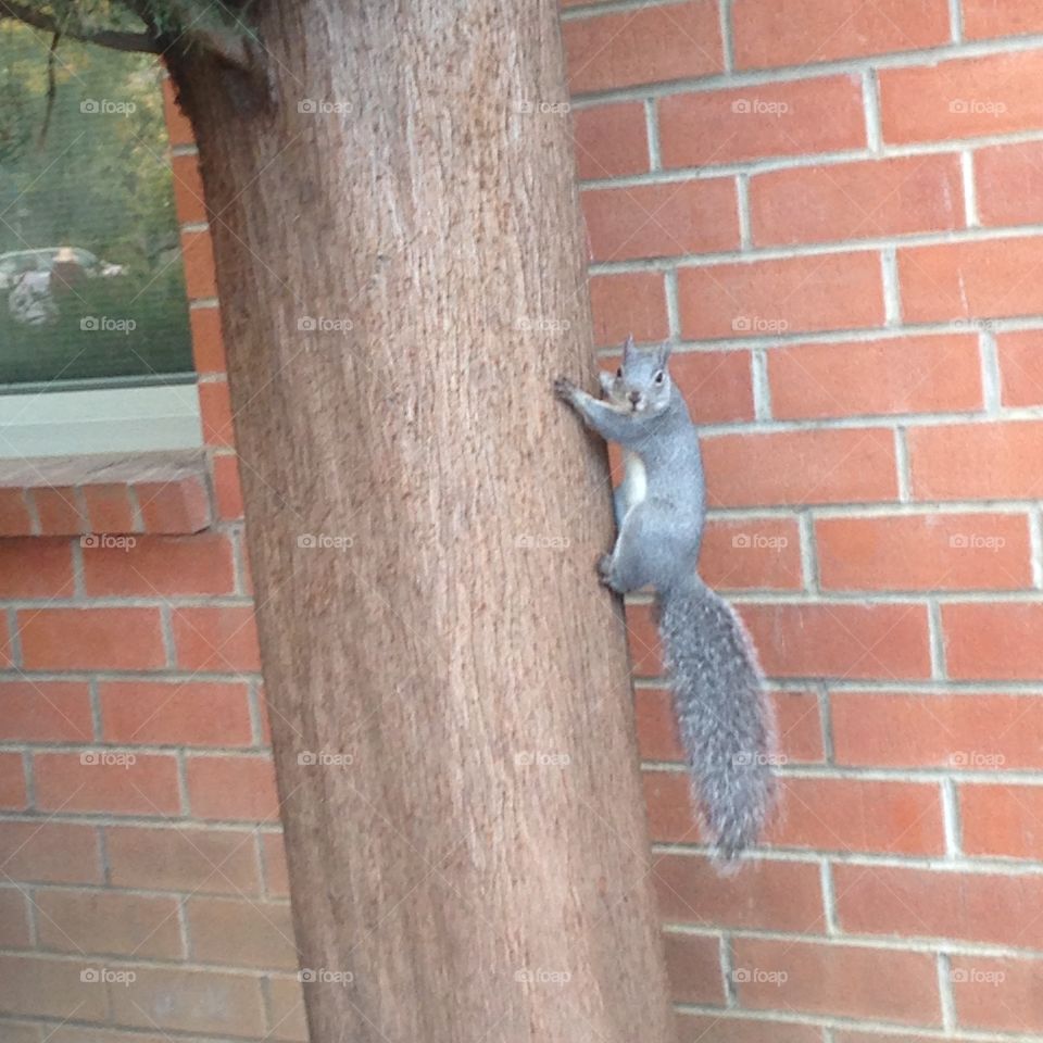 Spotted: Collegiate squirrel on CSU Chico campus