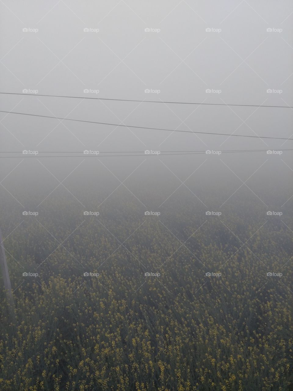 Oilseed rapes on field during foggy weather