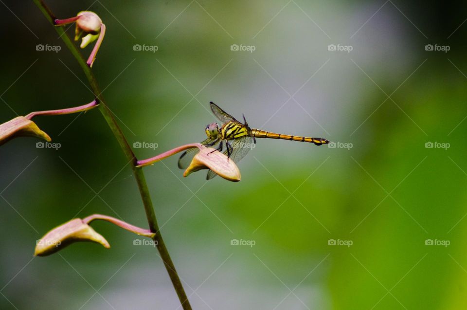 dragonfly