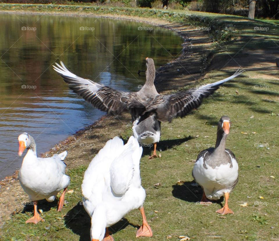 Nutty geese. Crazy keys get nutty chasing us at the local park