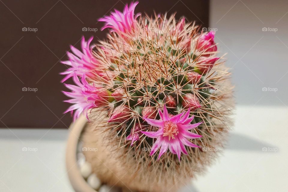 cactus flowers in pot spring blooming