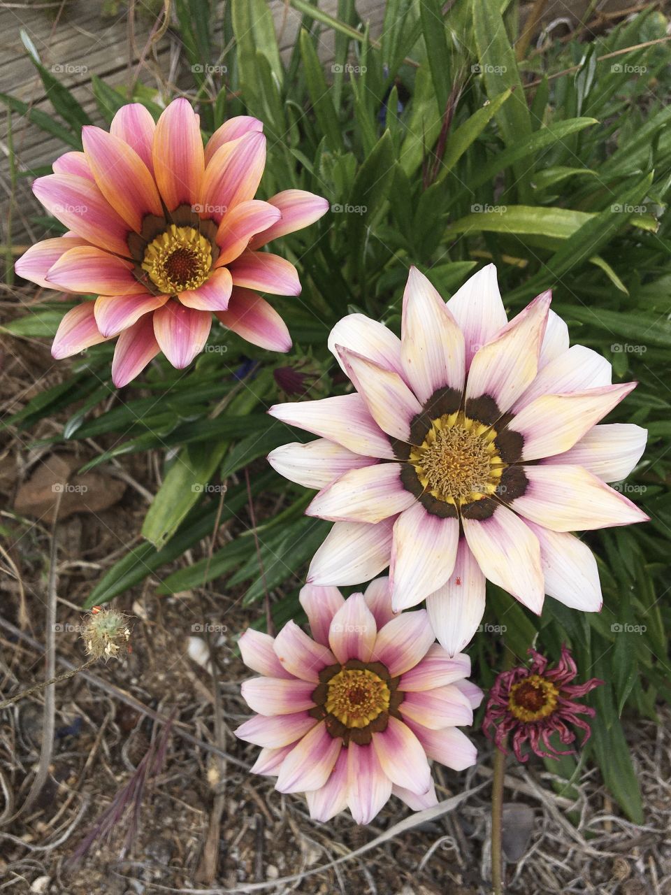 Gazania flowers with pinky shades