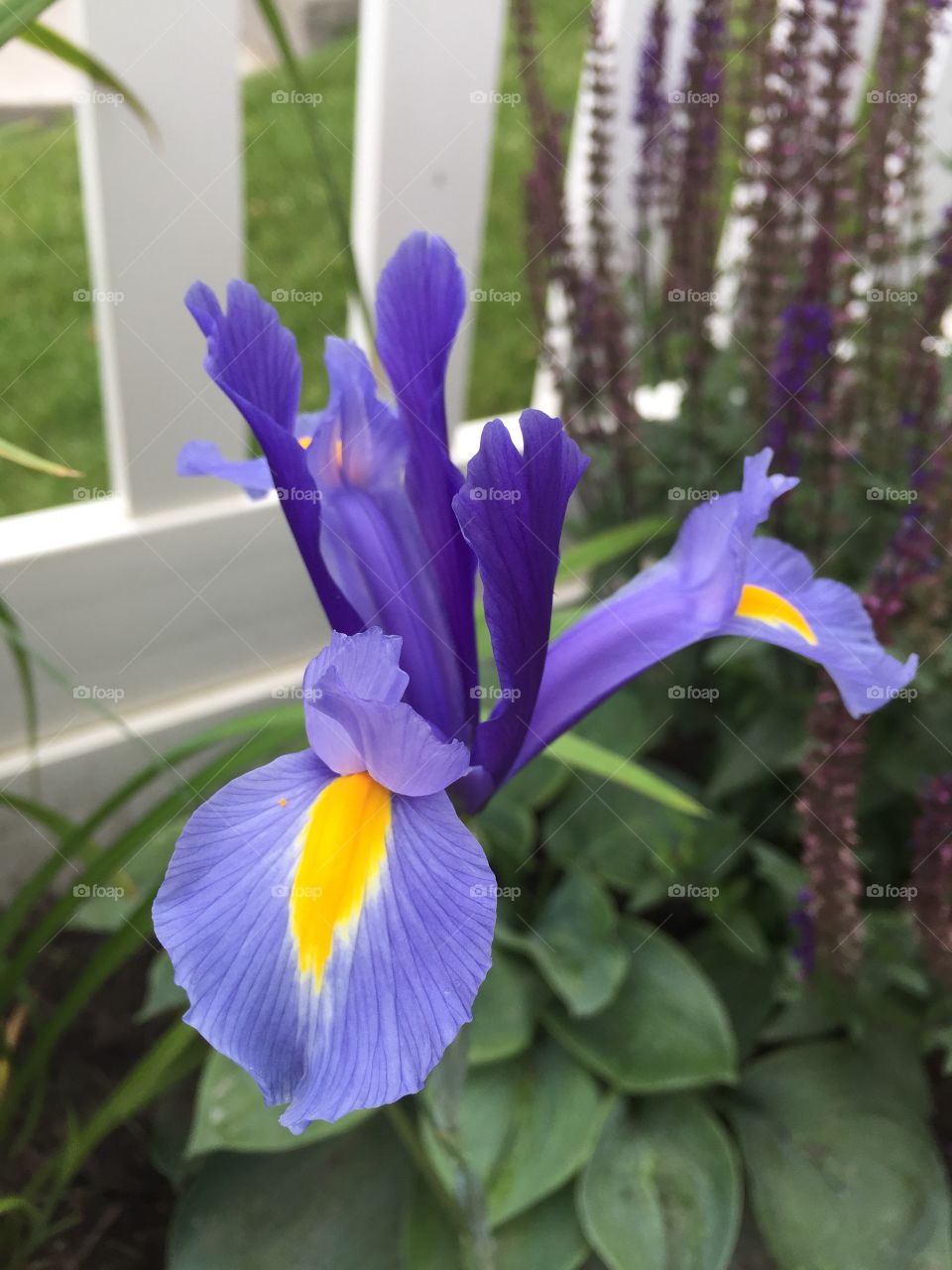 Iris