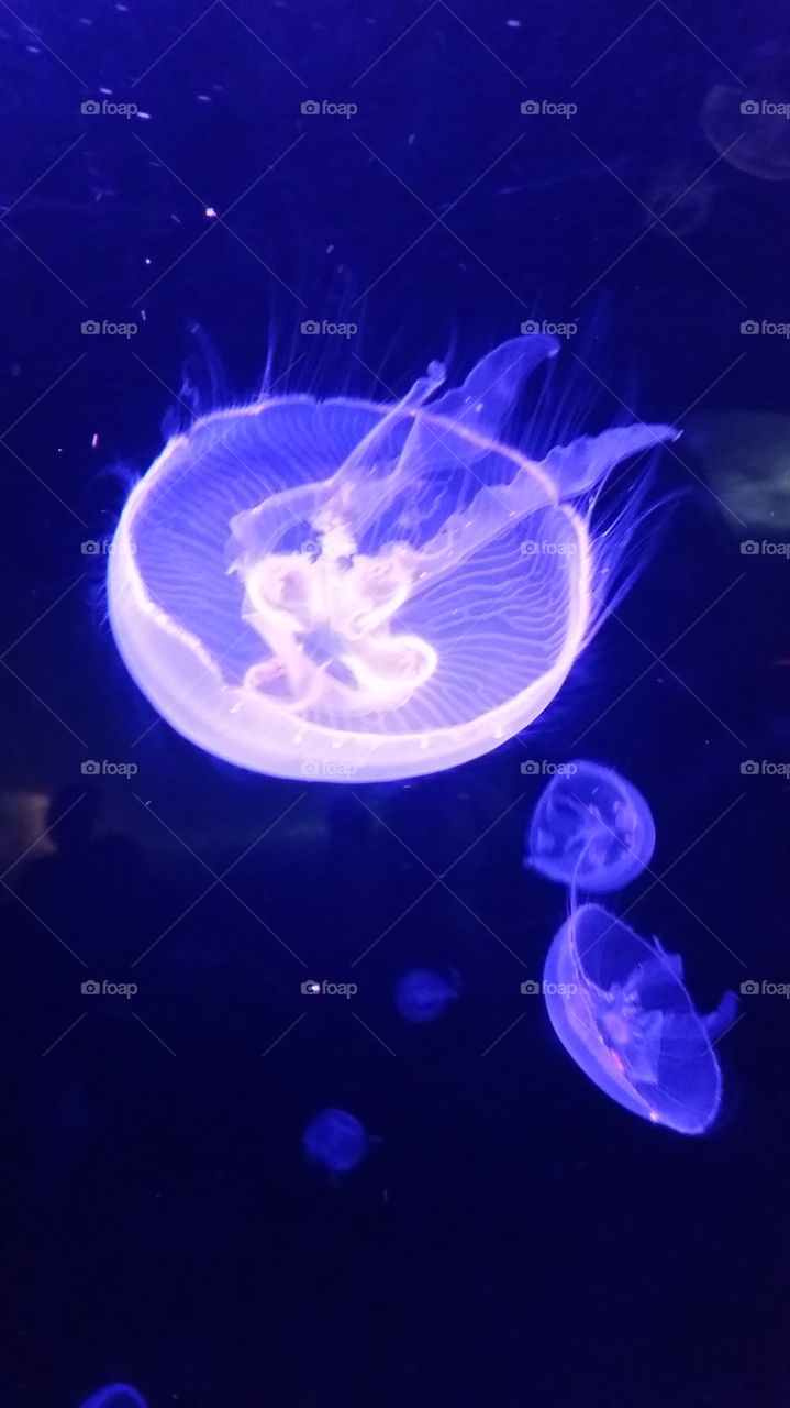 Big Purple Jellyfish