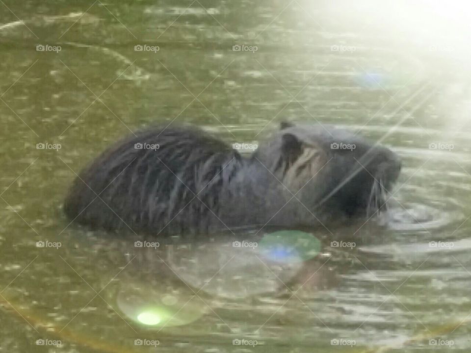 Nutria Rat
