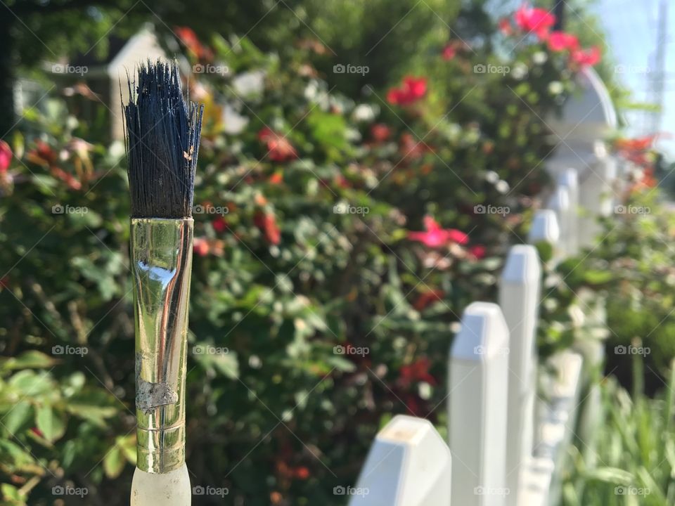 Paint brush in foreground 
Picket fence with roses