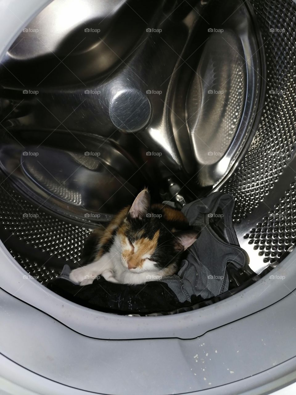 I found my kitty sleeping in the wadhing machine