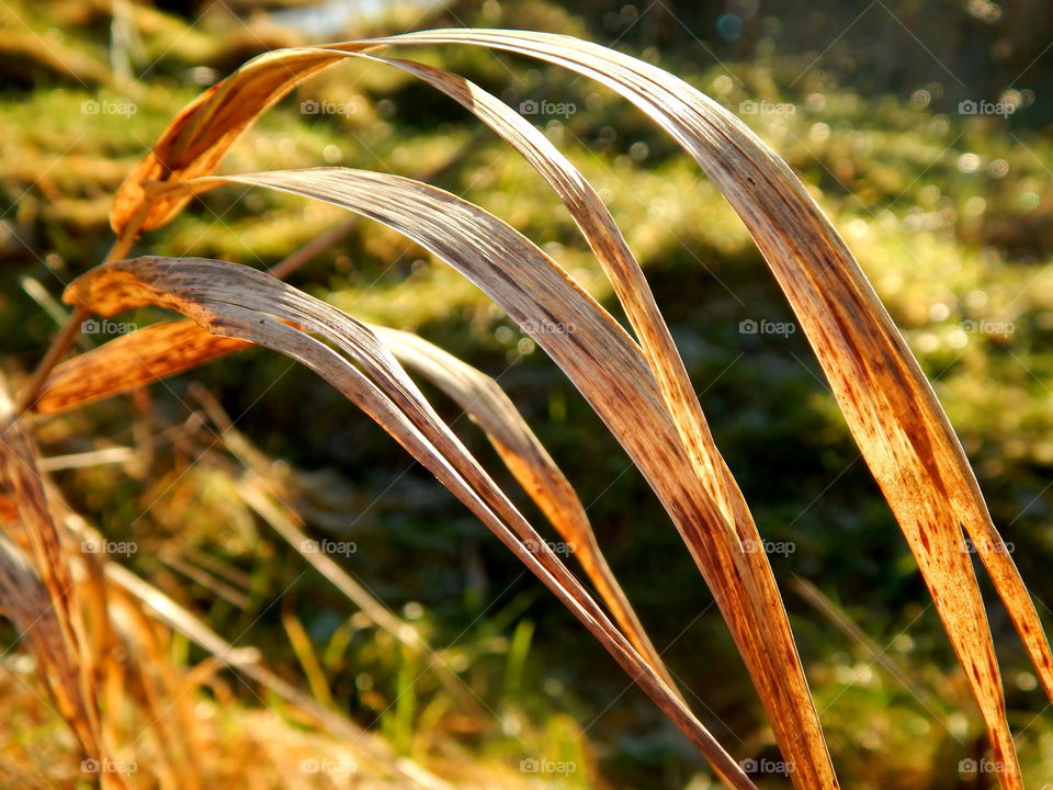 Closeup on the autumn grass