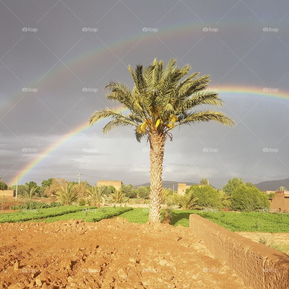 Morocco Palm 2 Rainbow