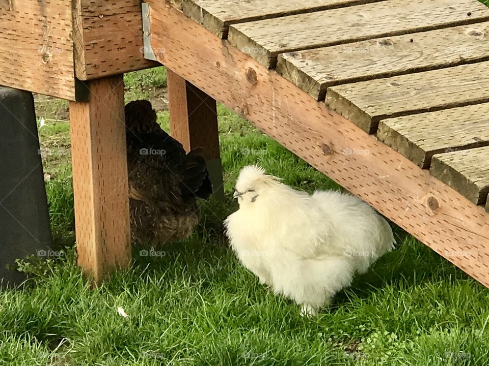 Silkie hen