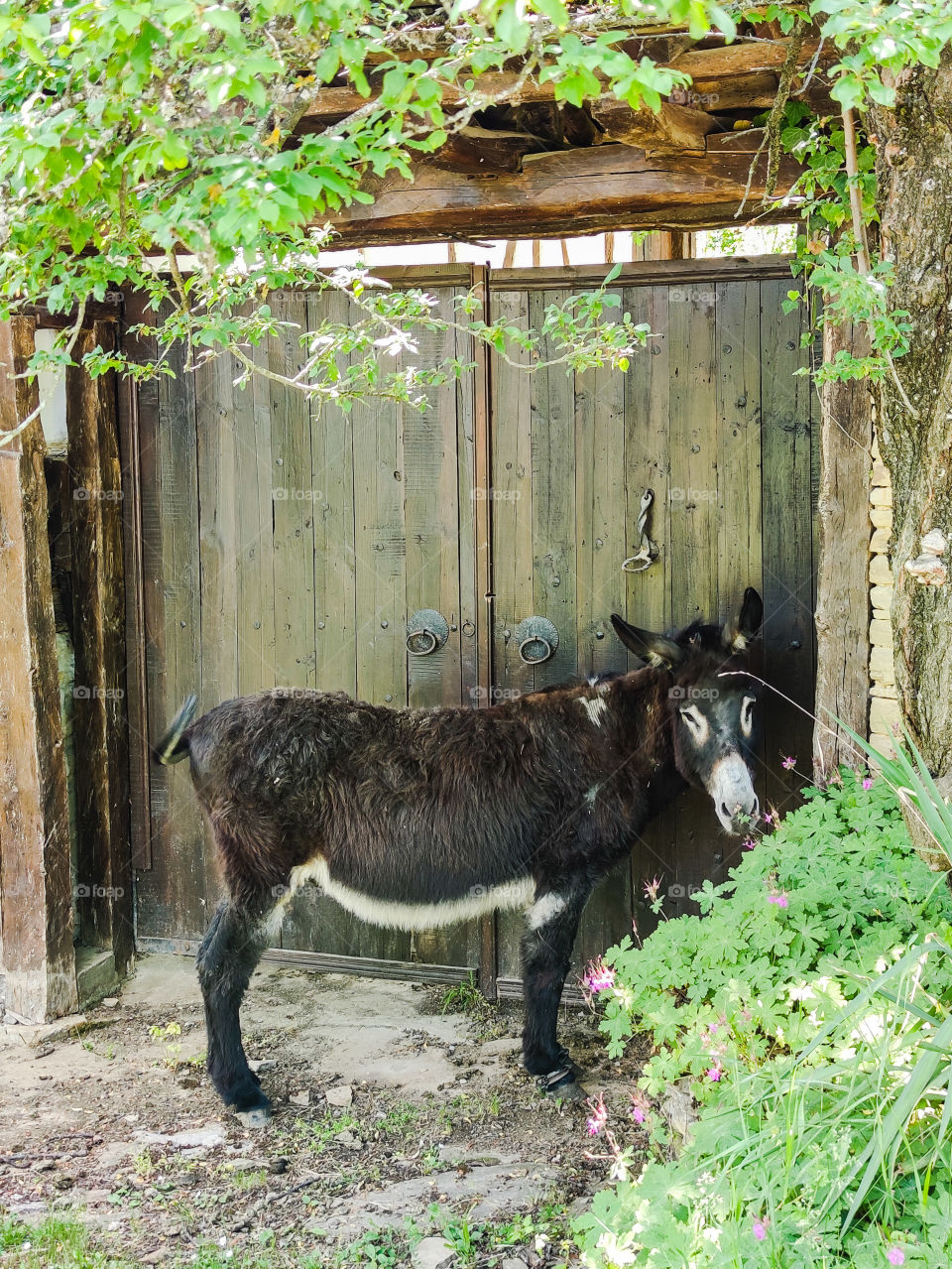 Donkey on the door