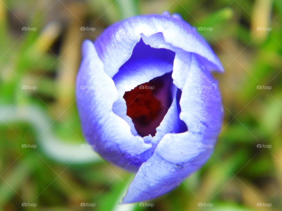 beautiful spring Flower