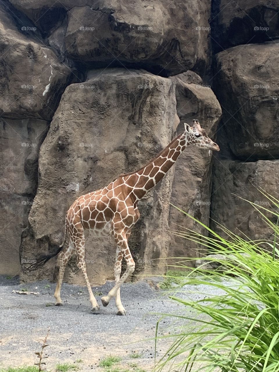 Giraffe 