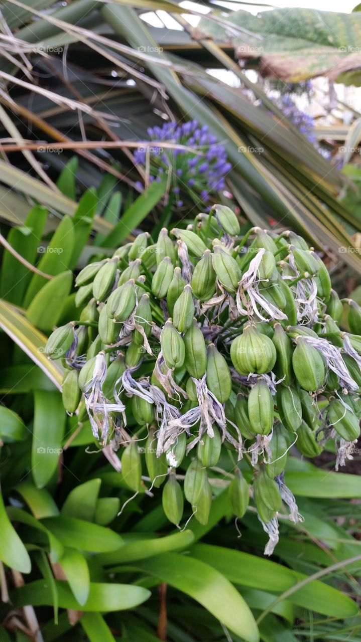 Nature, Flora, Flower, Leaf, No Person