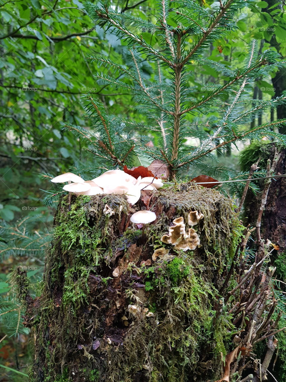 Tree Mushroom in Forrest
