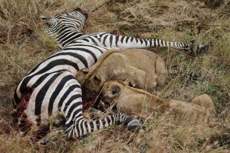 Two small lions are eating a zebra in the middle of nowhere - in the big Serengeti!