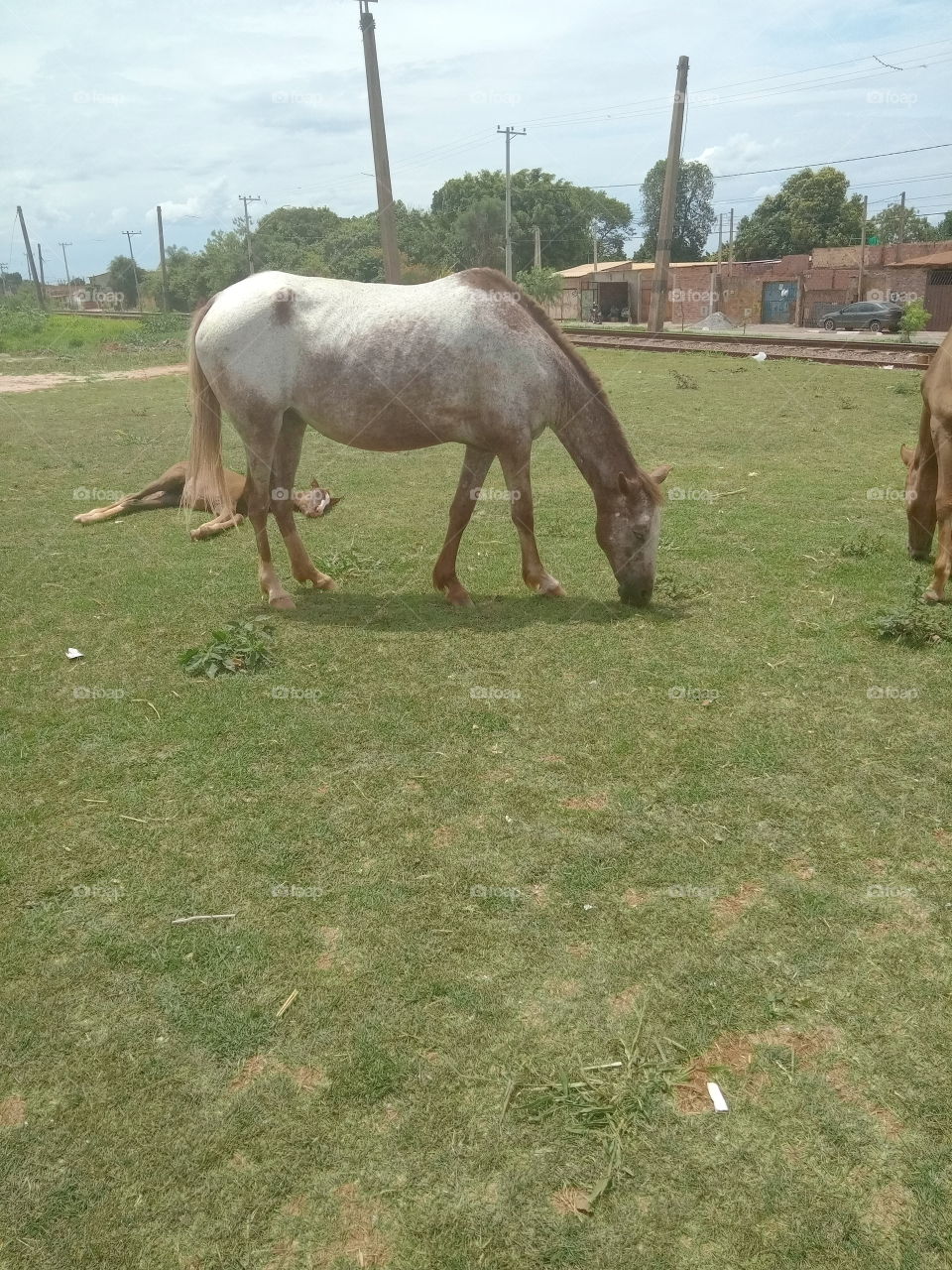 Editors'Choice Photo of the week: O instinto materno fala em qualquer reino quer ser humano ou animal a mamãe égua, procurando alimentos, para amamentar seu filhote que está caído na grama.