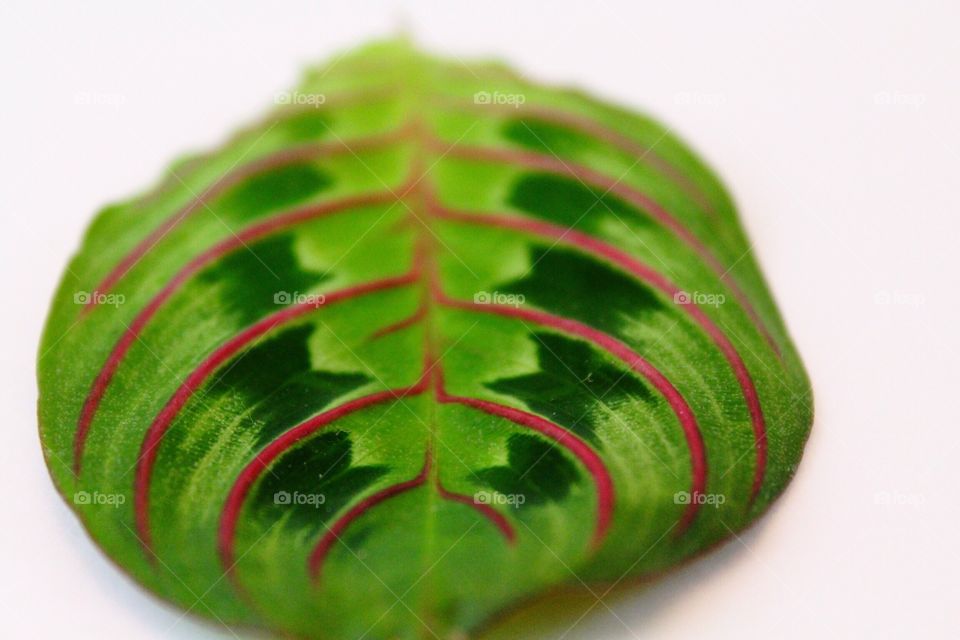 Beautiful green leaf