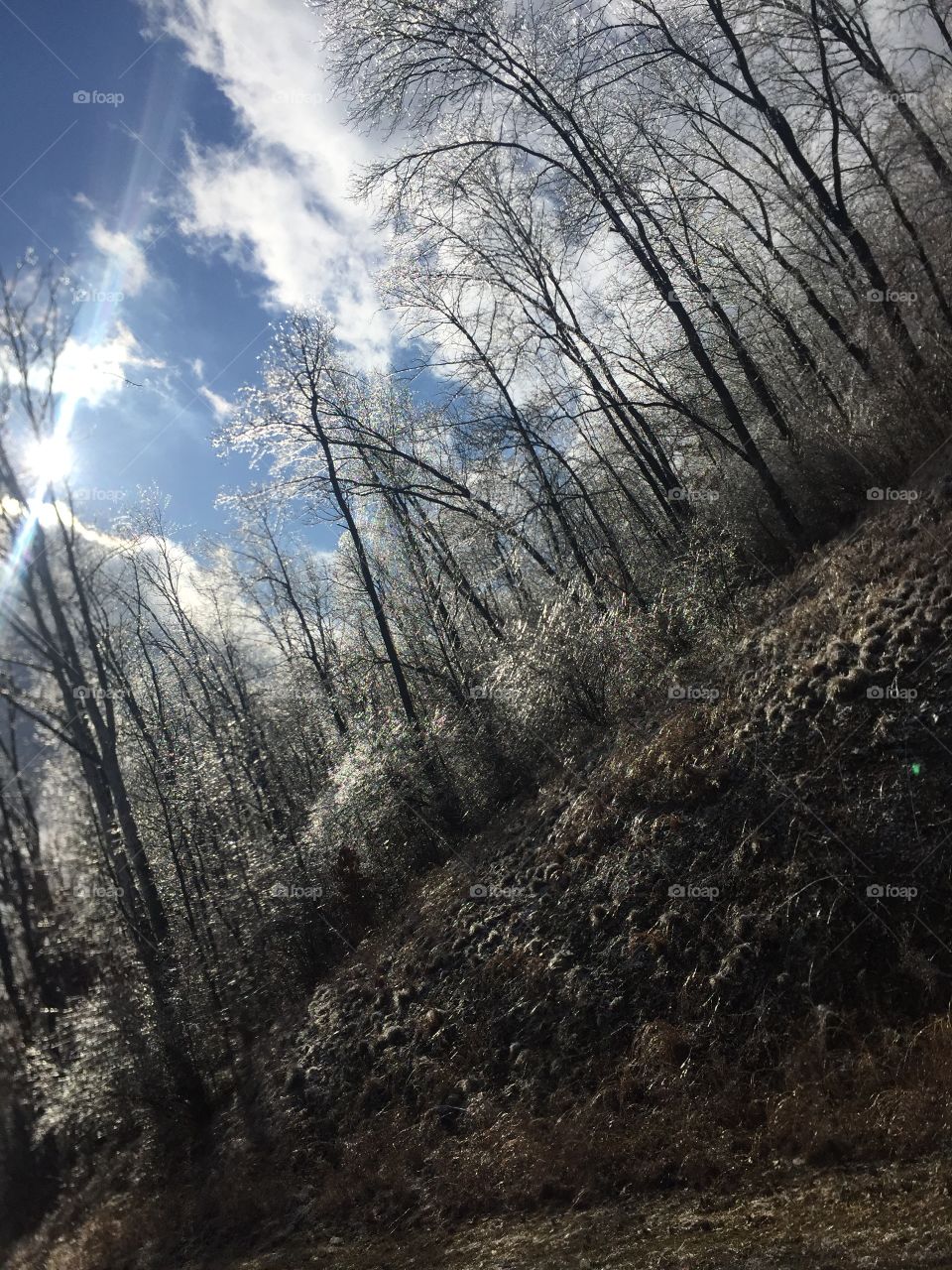 Sparkling winter forest
