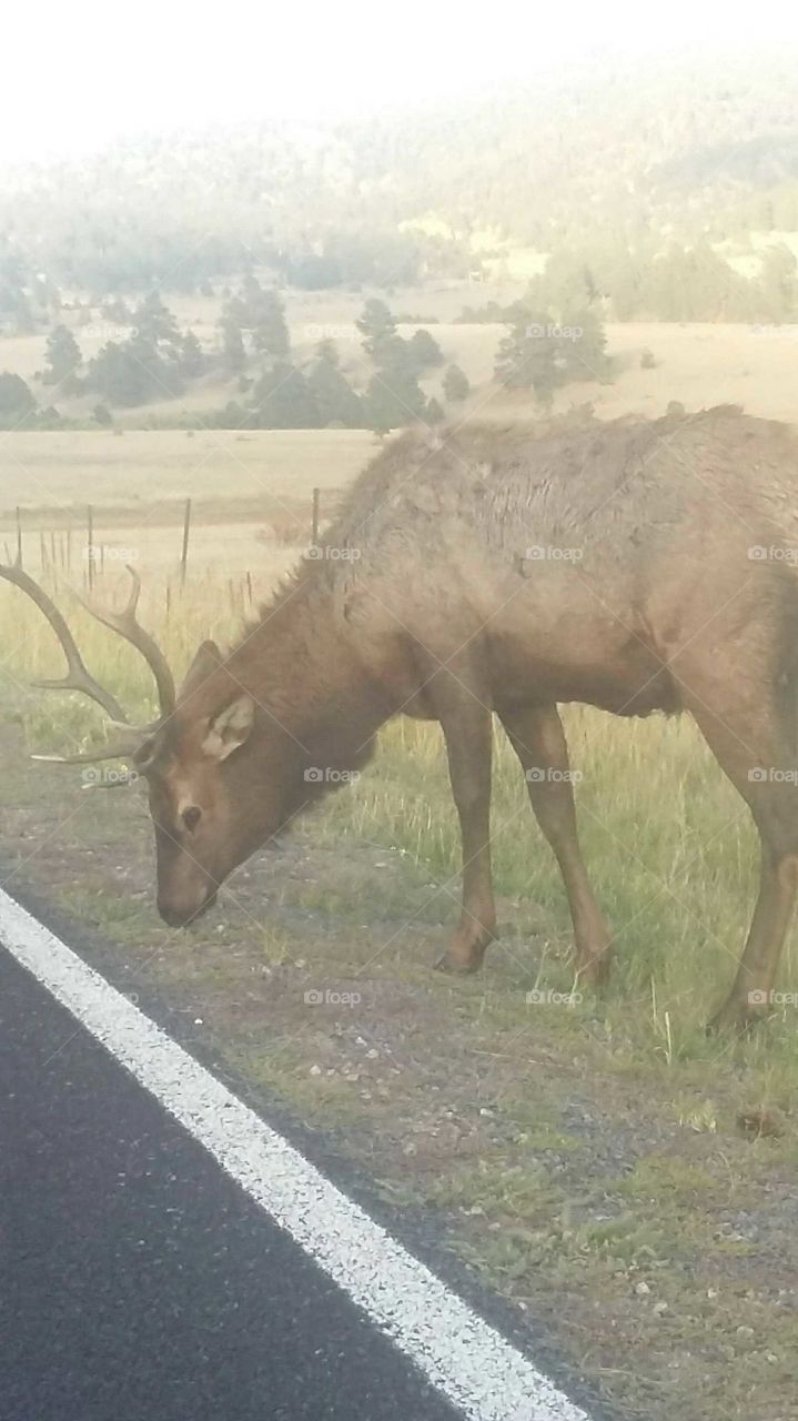 up close elk