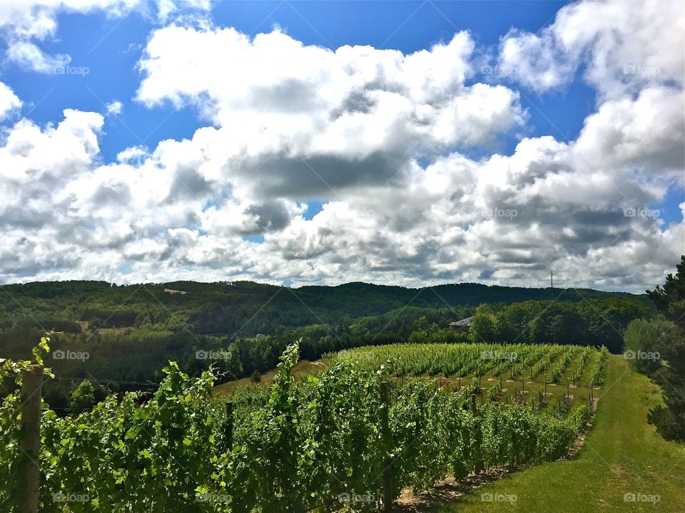 Vineyard in northern Michigan 