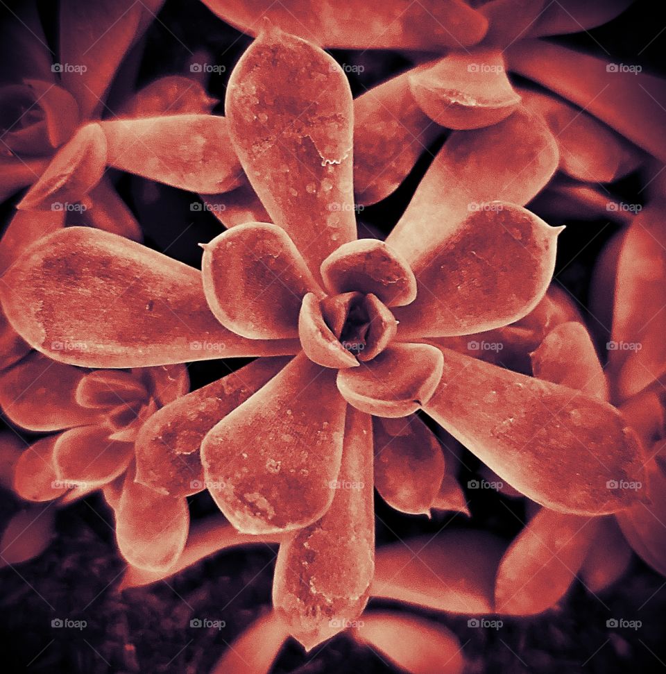 succulent