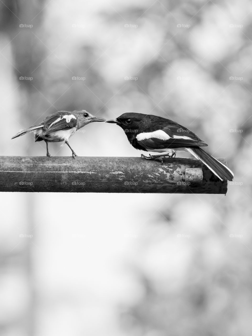 The Oriental magpie-robin