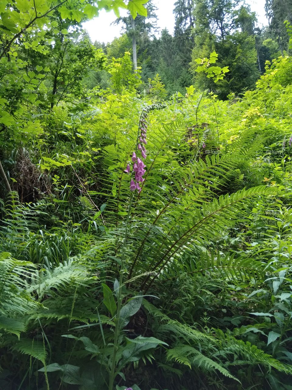 Bad Wildbad Schwarzwald
