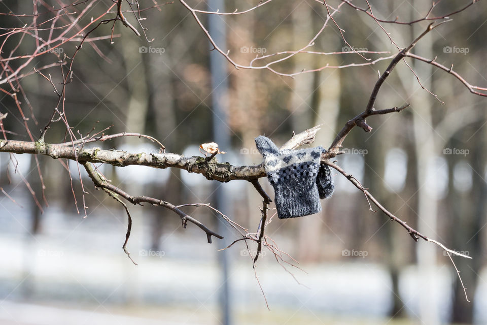 somebody lost a mitten, and it waits for the host on the branch