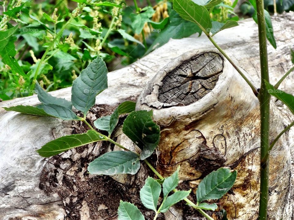 Trunk and leaves