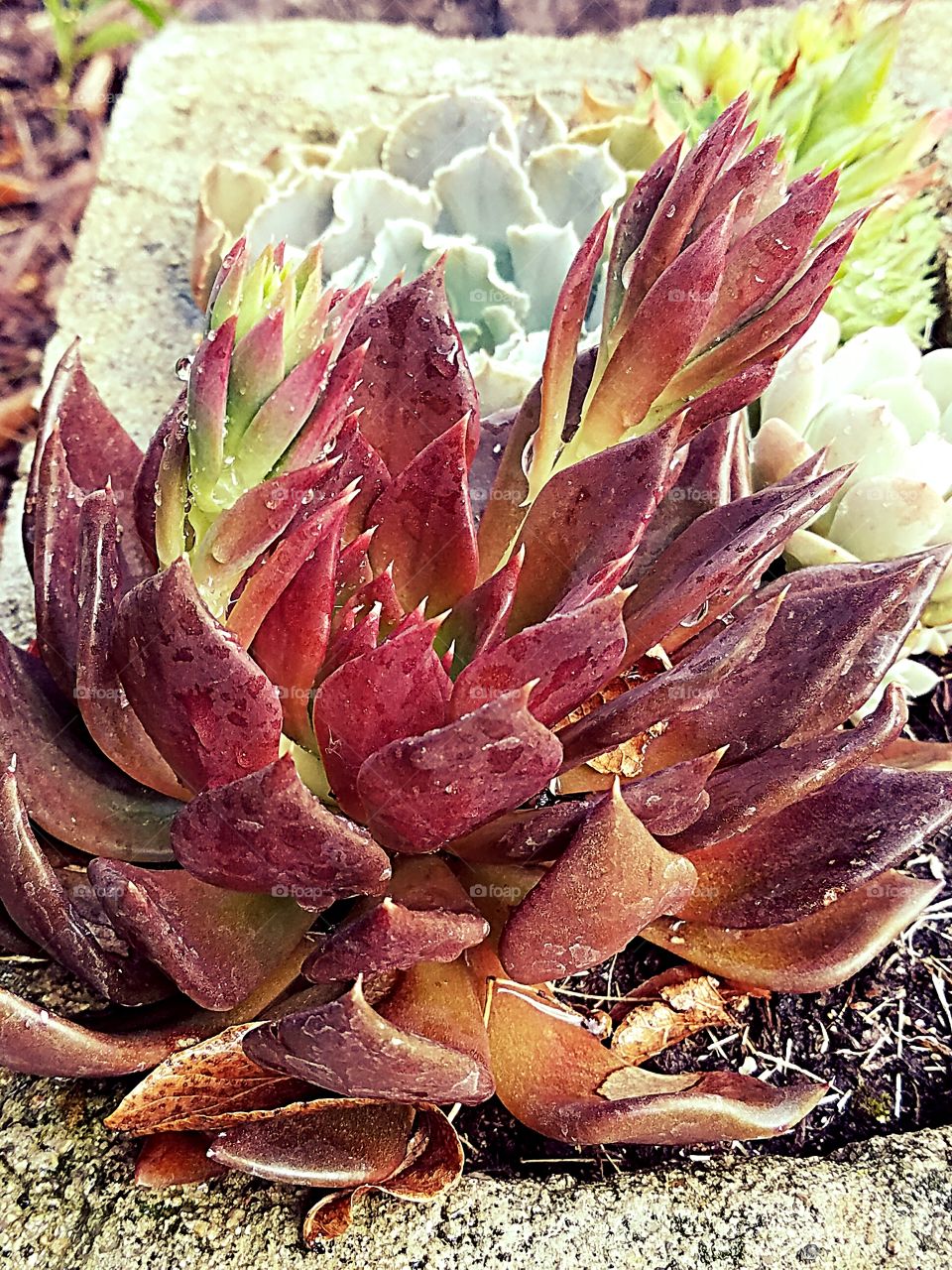 succulent after the rain