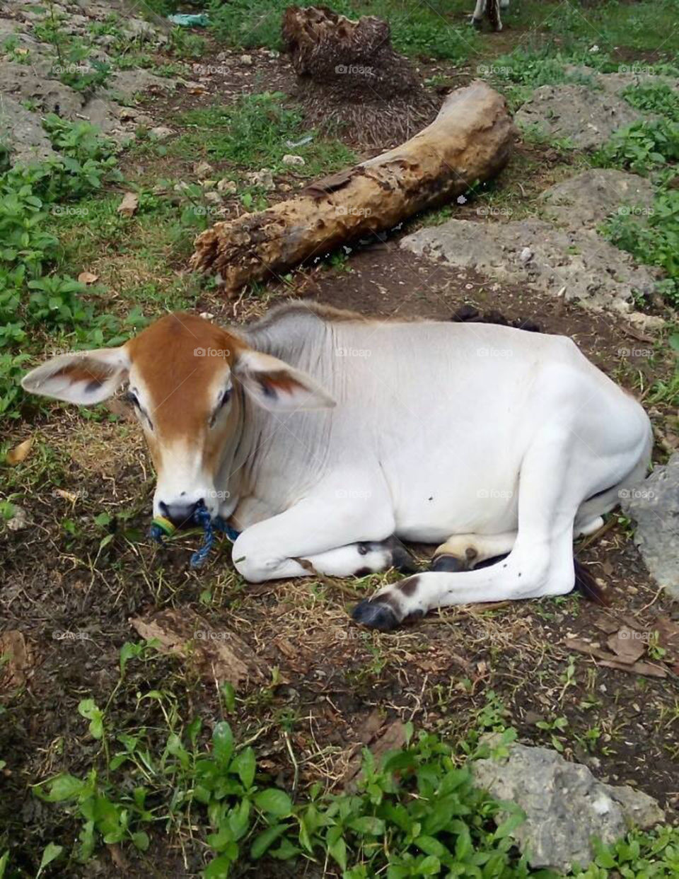 A "calf " moment. Time to rest under the shades of the trees. Peaceful time.