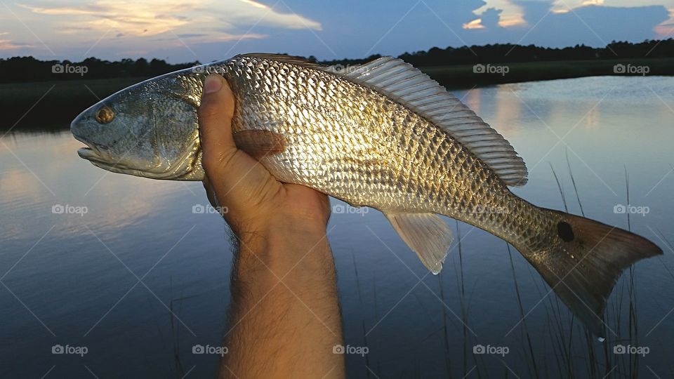 redfish in hand