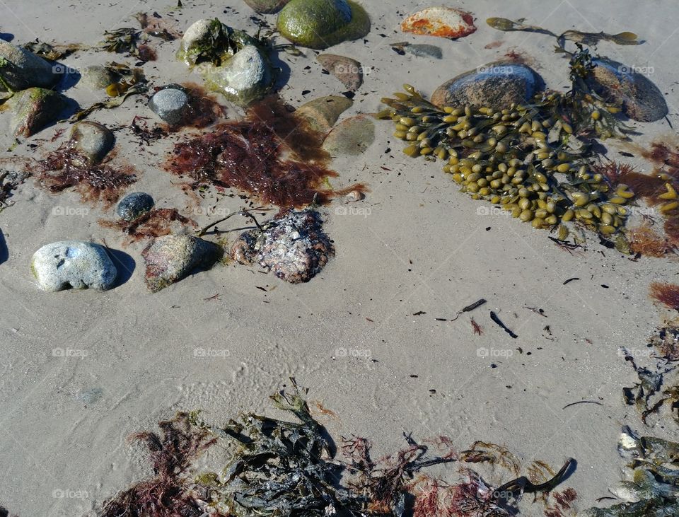 strand steine wasser algen