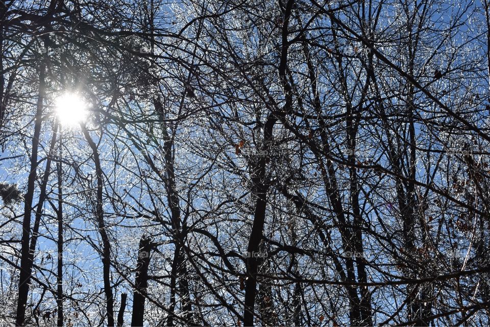 Sun shining through ice coated trees