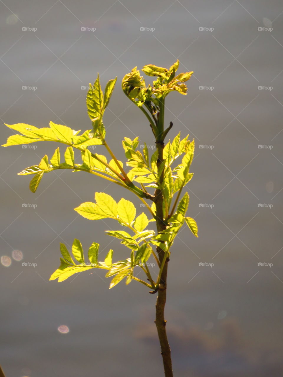 translucent leaves