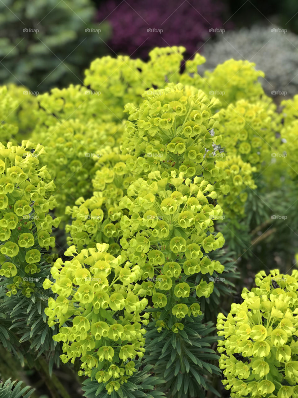 Closeup of the lime green Spurge (Euphorbia wulenii) flowers and the olive green leaves below showing beautiful contrast and structure in our Spring garden.